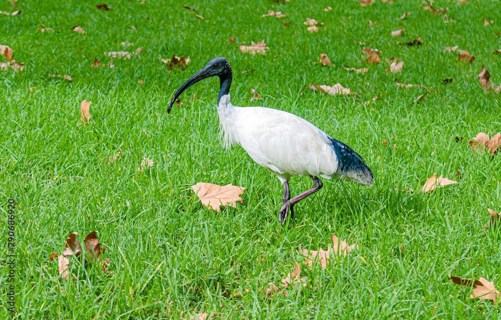 Fototapeta premium bird
