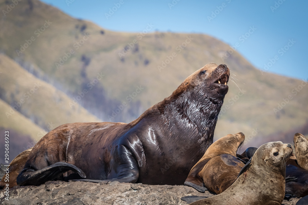 Fototapeta premium Sea lions onshore, Sakhalin island, Russia.