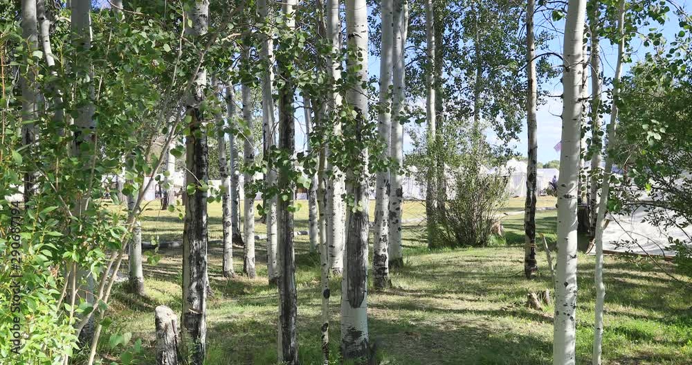 Fort Bridger Mountain Man rendezvous aspen trees tents. 19th century fur trading outpost on Oregon, California, and Mormon Trail. Pioneer, wilderness, camping and old trapper skills. Fort Bridger Mountain Man rendezvous aspen trees tents. 19th century fur trading outpost on Oregon, California, and Mormon Trail. Pioneer, wilderness, camping and old trapper skills.