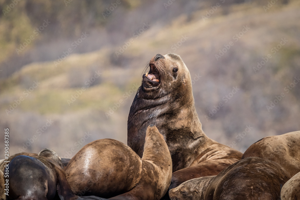 Fototapeta premium Sea lions onshore, Sakhalin island, Russia.