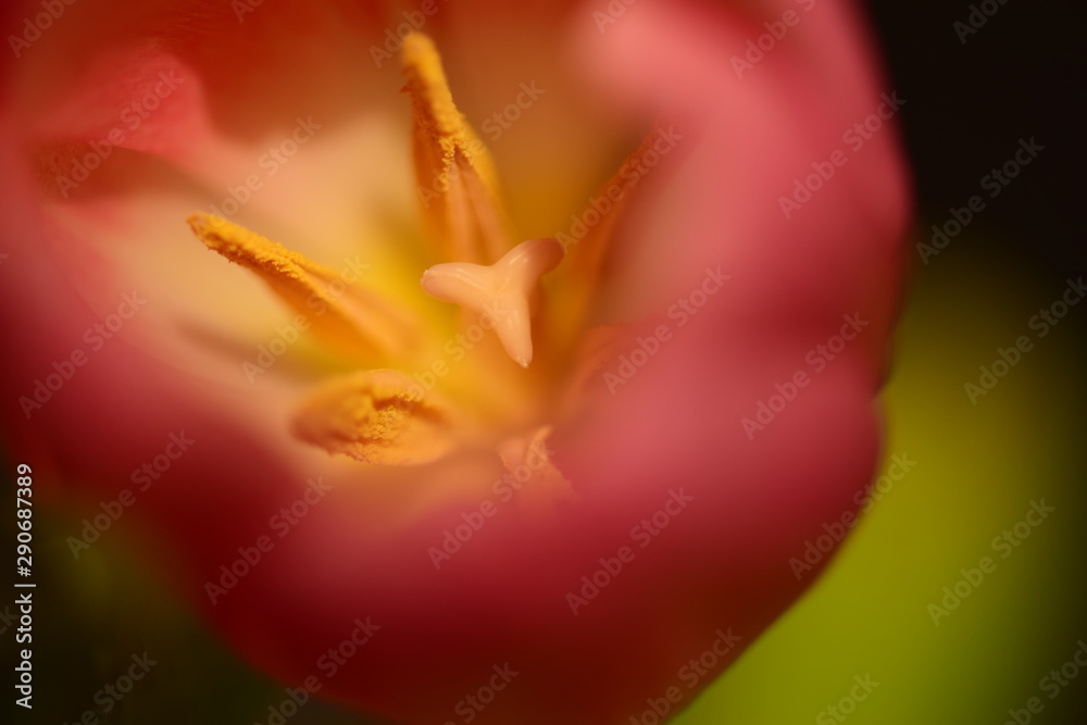 pięknie rozkwitnięty tulipan