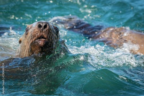 Sea lions in the sea, Sakhalin island, Russia.