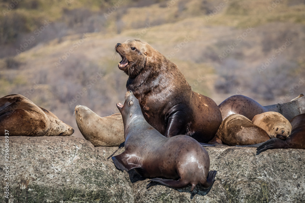 Fototapeta premium Sea lions onshore, Sakhalin island, Russia.