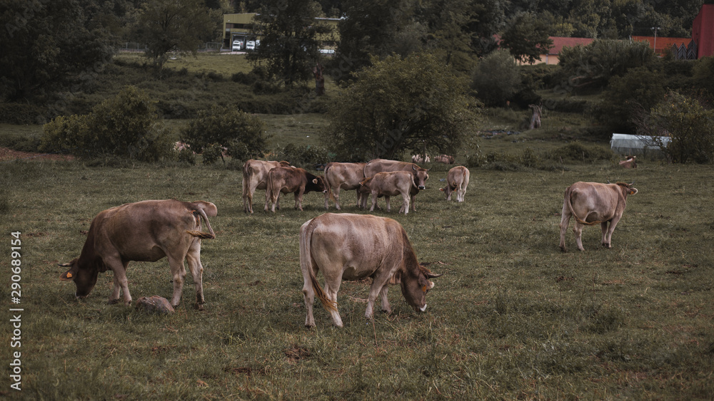 Vacas marrones en el campo verde Vacas marrones en el campo verde