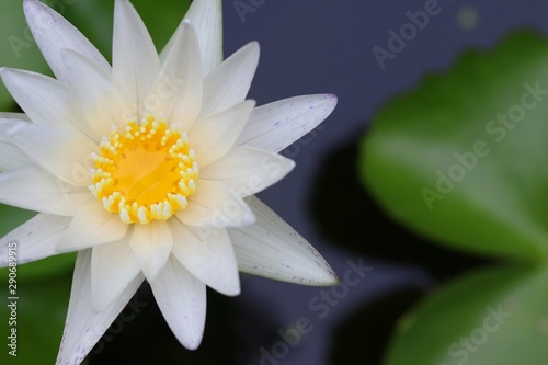 white bud lotus on the blue sky background