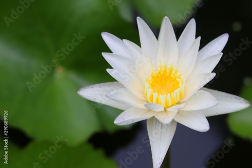 white bud lotus on the blue sky background