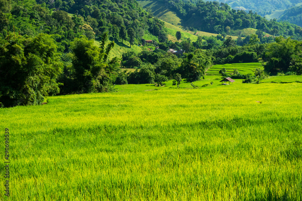 agriculture green yellow rice field in the Chaingrai natural valley Thailand agriculture green yellow rice field in the Chaingrai natural valley Thailand