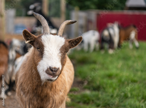 Pygmy goat Portrait © dvlcom