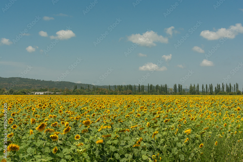 Field of sunflowers with clear blue sky on background Field of sunflowers with clear blue sky on background