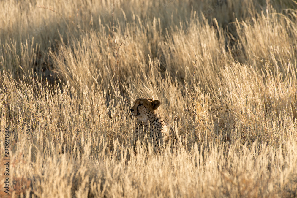 Guépard, cheetah, Acinonyx jubatus, Parc national du Kalahari, Afrique du Sud Guépard, cheetah, Acinonyx jubatus, Parc national du Kalahari, Afrique du Sud