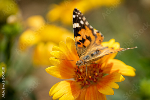 Beautiful butterfly on the flower