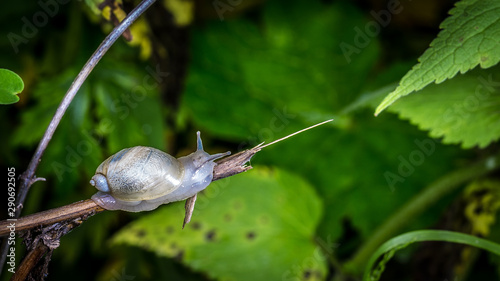 snail in the grass
