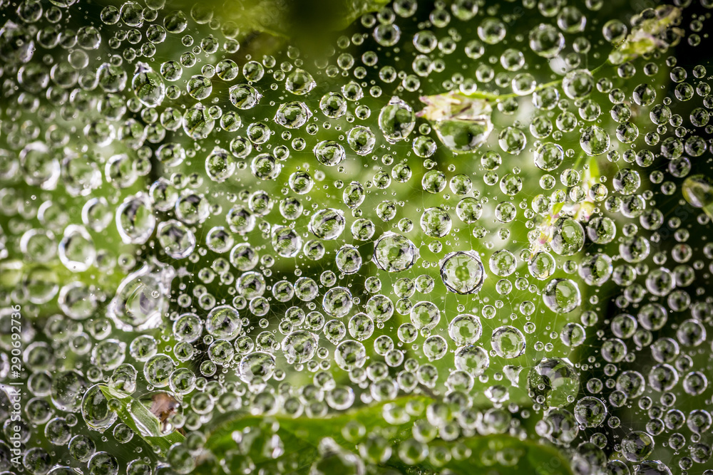 drops of dew on the web.