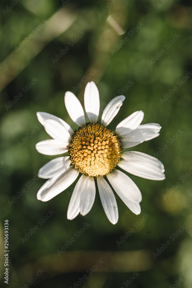 Obraz premium Close daisy