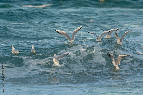 Seagulls playing on the waves.  © Hristo