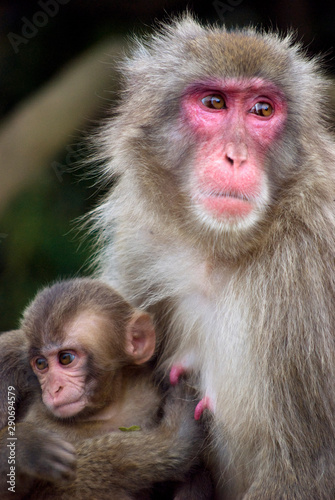 A Japanese macaque baby nursing from mother in Arashiyama hills in Kyoto, Japan © Khaleel