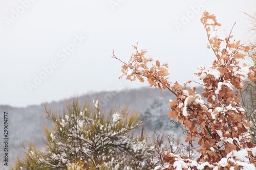 Majestic scenery of frost covered foliage in blanket of white