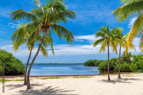 Fototapeta Naklejka Na Ścianę i Meble -  Coconut palm trees on a tropical sandy beach in Florida Keys.