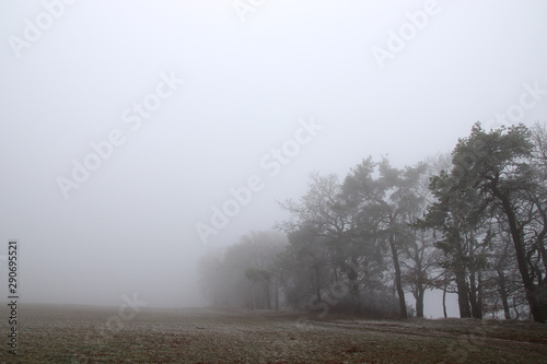 Trees hidden in a thick fog during winter
