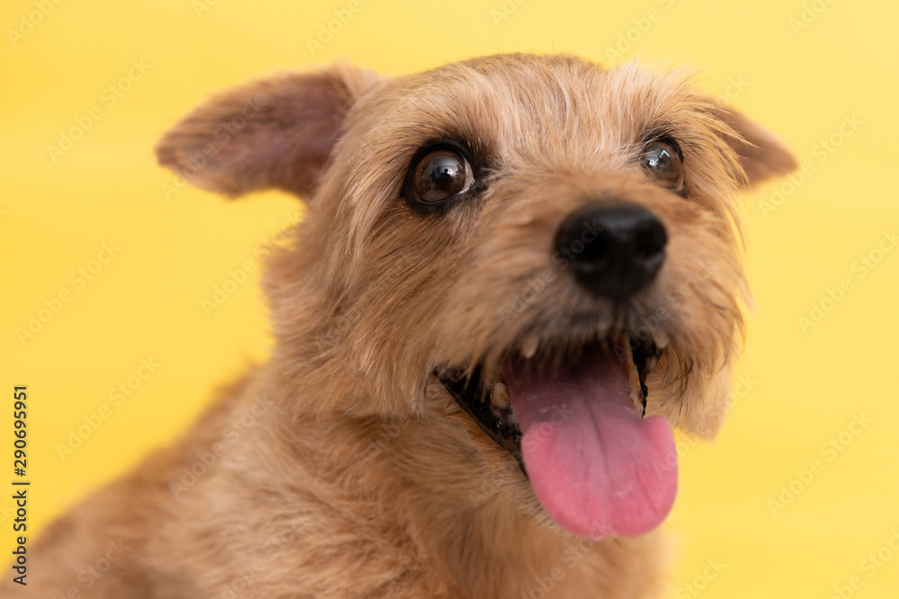 Norfolk Terrier dog against yellow background Norfolk Terrier dog against yellow background