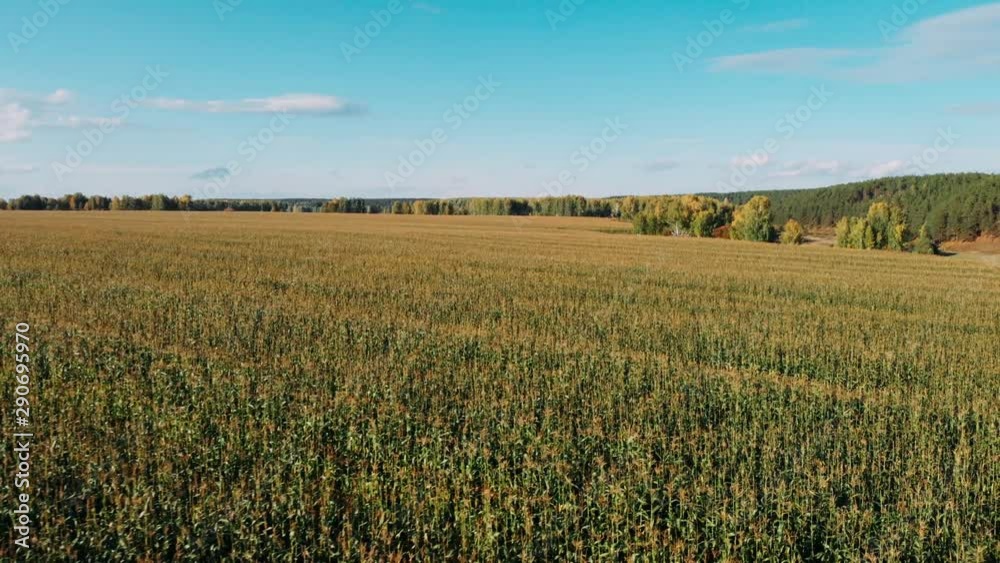 Drone flight over the corn field at sunset. Agriculture industry, cultivation of land, food industry concept. Drone flight over the corn field at sunset. Agriculture industry, cultivation of land, food industry concept.