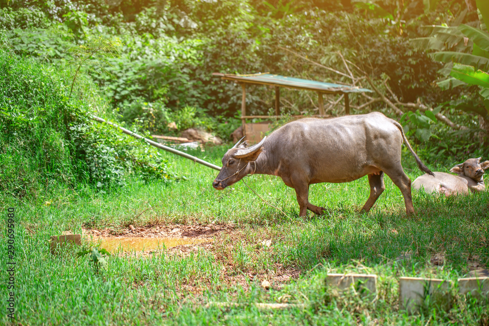 The Thai water buffalo standing in the green forest in the sunny day of summer. The Thai water buffalo standing in the green forest in the sunny day of summer.