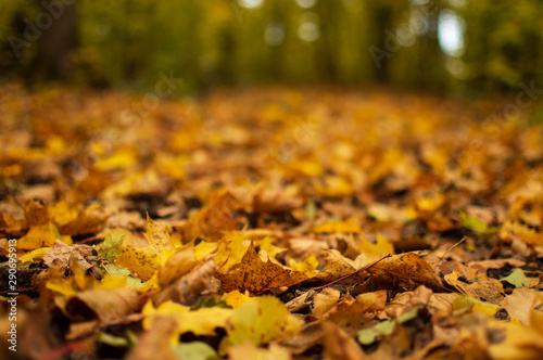 Yellow leaves lie on the ground in autumn in the park.