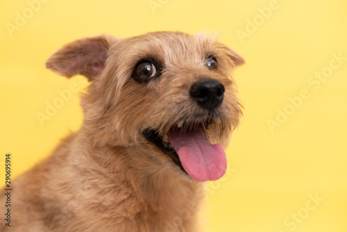 Norfolk Terrier dog against yellow background © blanche