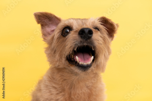 Norfolk Terrier dog against yellow background photo