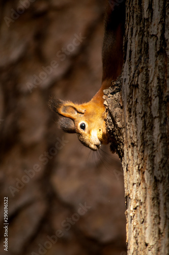 red squirrel hiding behind a tree in autumn in the park © Anastasiia 