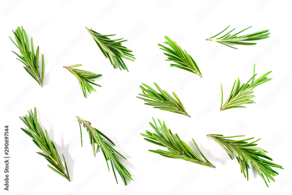 Top view, Branch and Leaf of fresh raw rosemary isolated on white background. Tiwgs - leaf green. Organic and herbal nature concept, Flat lay Top view, Branch and Leaf of fresh raw rosemary isolated on white background. Tiwgs - leaf green. Organic and herbal nature concept, Flat lay