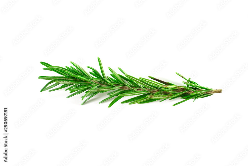 Top view, Branch and Leaf of fresh raw rosemary isolated on white background. Tiwgs - leaf green. Organic and herbal nature concept, Flat lay Top view, Branch and Leaf of fresh raw rosemary isolated on white background. Tiwgs - leaf green. Organic and herbal nature concept, Flat lay