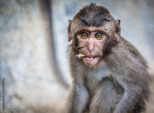 Monkey eating, Thailand. © sidoy