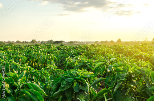 Rows   plantation of young pepper on a farm on a sunny day. Growing organic vegetables. Eco-friendly products. Agriculture land and farming. Agro business. Ukraine  Kherson region. Selective focus