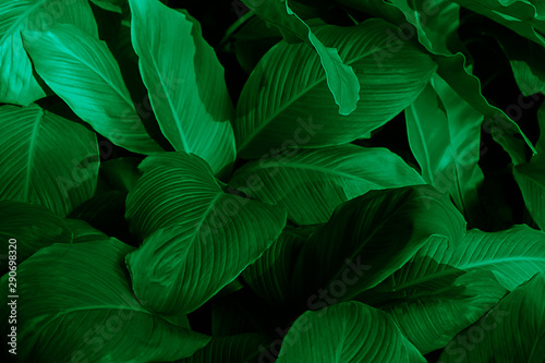 Beautiful green leaves background.