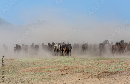 Wild Horses ( Yilki Atlari). Kayseri, Turkey. photo