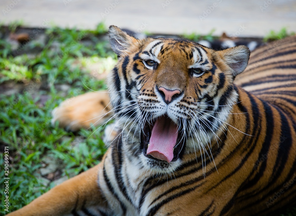 Fototapeta premium Tygrys Bengalski, Tajlandia.