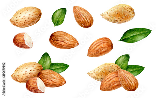 Tableau sur toile Almond set watercolor isolated on white background