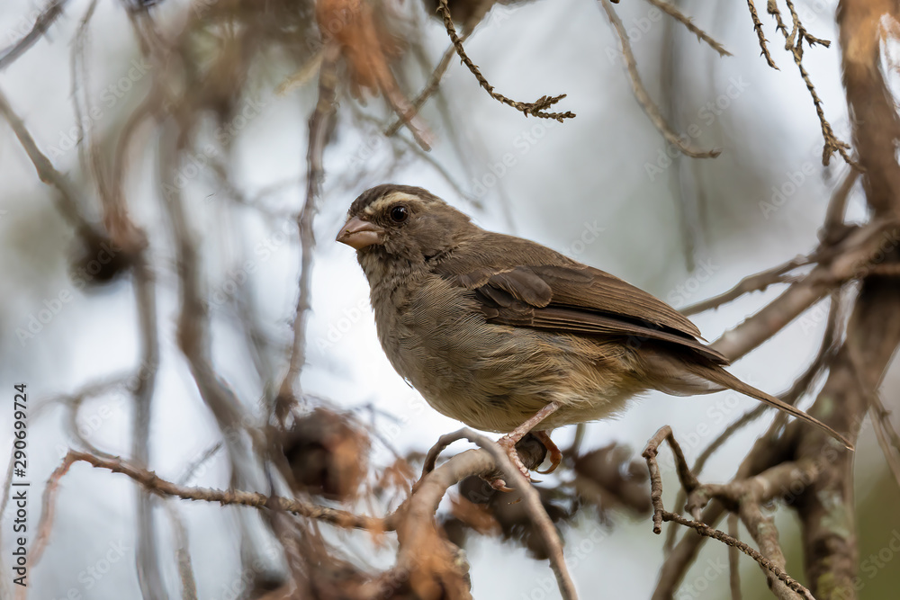 small bird brown-rumped seedeater (Crithagra tristriatus), bird species from eastern Africa. Ethiopia wildlife small bird brown-rumped seedeater (Crithagra tristriatus), bird species from eastern Africa. Ethiopia wildlife