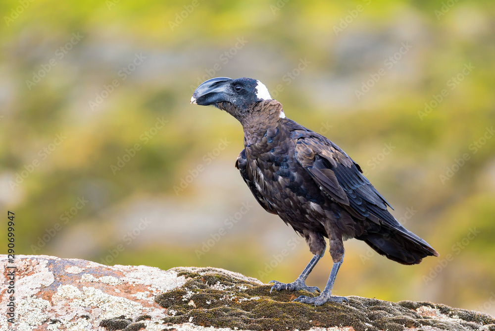 Fototapeta premium big bird Thick-billed raven on a rock. In Simien Seminen mountains, Ethiopia wildlife, Africa