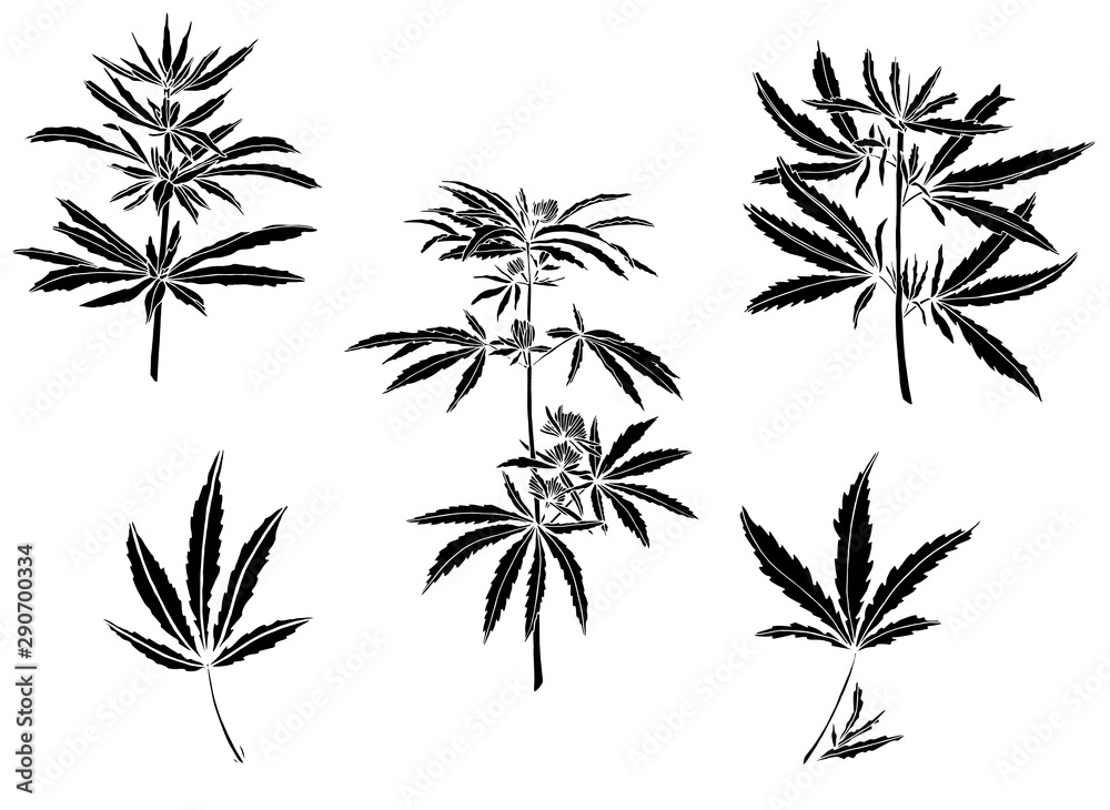 Decorative black trafaret set branch of big hemp and leaves Decorative black trafaret set branch of big hemp and leaves