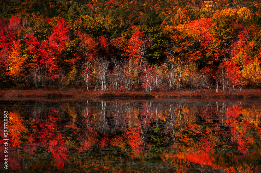 Obraz premium Colorful autumn forest by the lake. Reflection of red bright trees in the lake water. USA. Maine National park.
