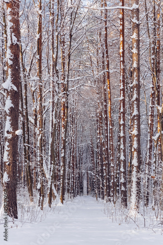 Snowy Path Through Forest. Beautifu winter forest