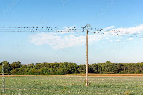 Photos starlings on telephone pole in agricultural fields of Seine et Marne