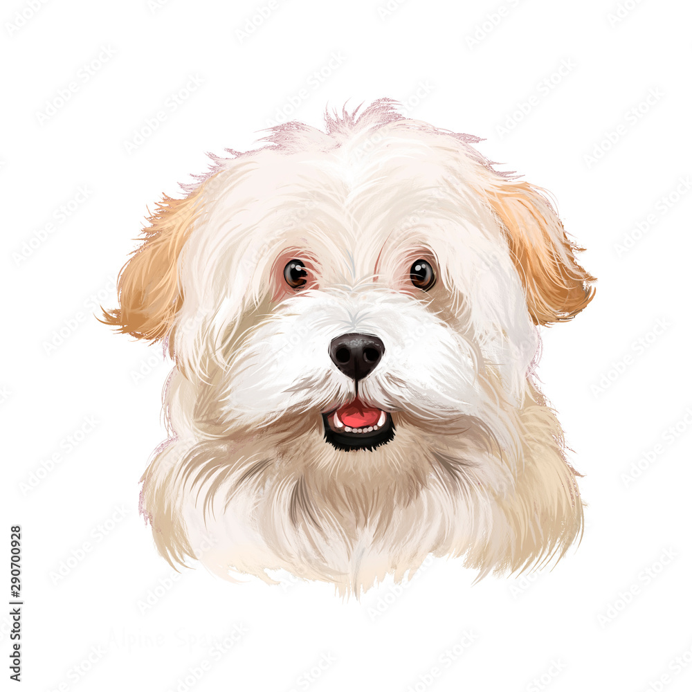 Alpine spaniel best sale