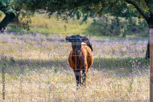 Wild bull in an Alentejo landscape, Portugal