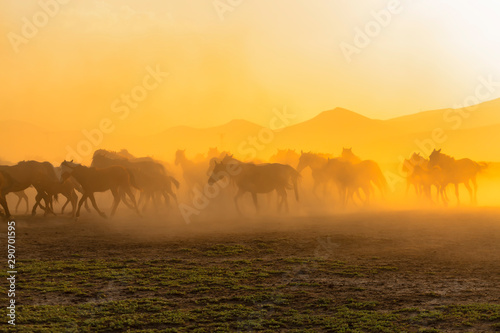 Wild Horses ( Yilki Atlari). Kayseri, Turkey. © Hakan Eliaçık