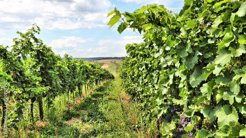 Burgenland countryside landscape in Austria. Vine yard.