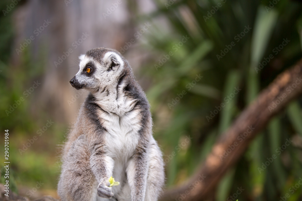 Obraz premium Ring-tailed lemur (lemur catta).Closeup with nature blur background.