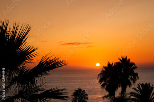 sunset sky over ocean water with palm trees -